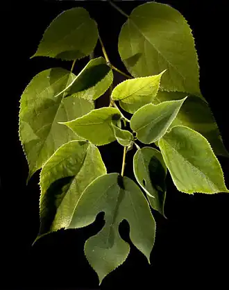 Feuilles.