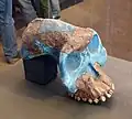 Australopithecus garhi