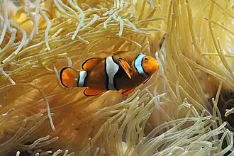 Poisson-clown à trois bandes