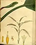 Musa coccinea