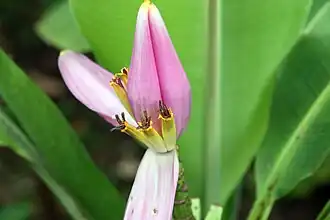 Fleurs femelles.