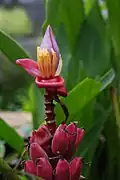 Musa velutina dans les forêts de nuages de Mindo, en Équateur.