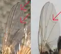 Comparaison des ailes.