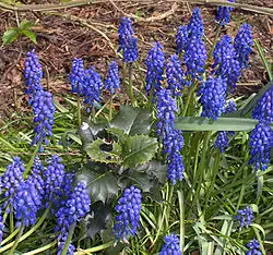 Muscari botryoides