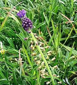 Muscari