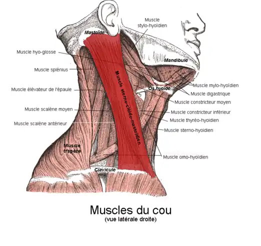 Muscle sterno-cléido-mastoïdien