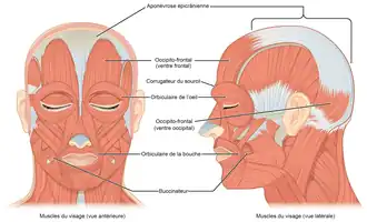 Muscles faciaux.