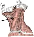 Le muscle sterno-cléido-mastoïdien.