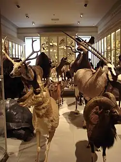 Galerie de zoologie, 1er&nbsp;étage, salle 9.