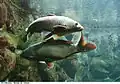 Les carpes