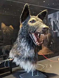 Tête de chien (animatronique)