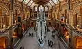 Squelette de baleine bleue, dénommé Hope, exposé au musée. Novembre 2022.