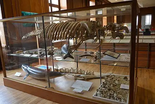 Squelette composite de Metaxytherium medium, Collection Muséum d'Angers