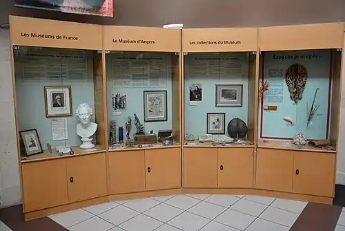 Vitrines dans la rotonde, Muséum d'Angers