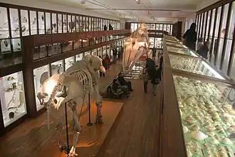 Éléphant et baleine du muséum de Nantes