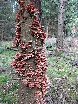 Armillaria mellea.