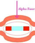 Fibre alpha