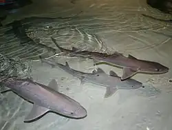 Mustelus canis.