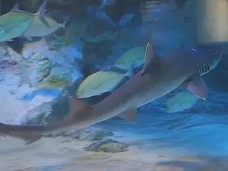 Mustelus griseus