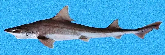 Mustelus henlei