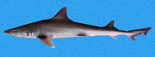 Mustelus lunulatus