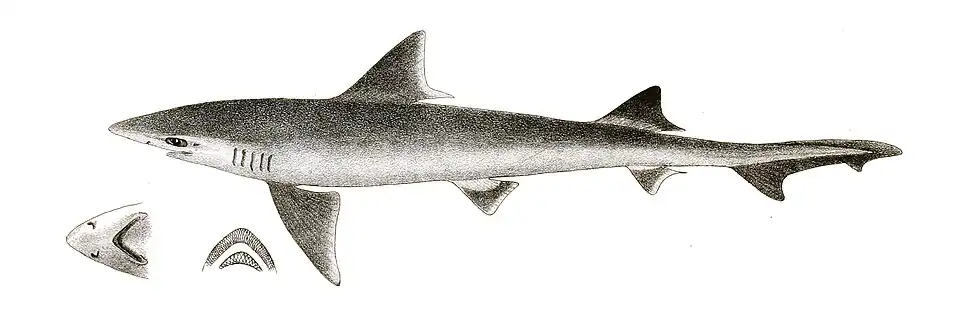 Mustelus manazo