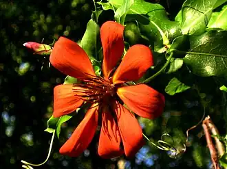Composée labiatiflore (Mutisia)