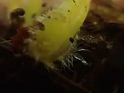 Byssus