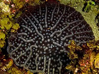Mycetophyllia aliciae