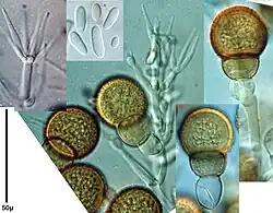 Conidiophores et conidies