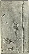 Conidies bicellulaires.