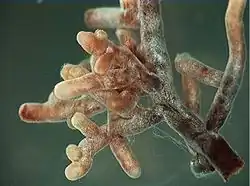 Racine mycorrhizée par un champignon symbiote (Amanite)