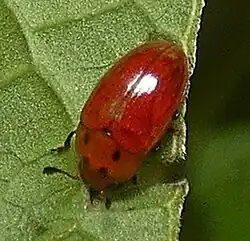 Mycotretus minutus