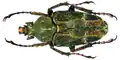 Coléoptère scarabée Mycteristes tonkinensis