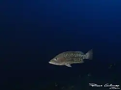 Mycteroperca fusca
