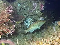 Mycteroperca phenax