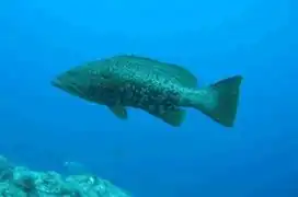 Mycteroperca rubra