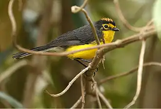 Description de l'image Myioborus melanocephalus -Ecuador-8.jpg.