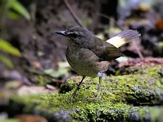 Description de l'image Myiothlypis fulvicauda.jpg.