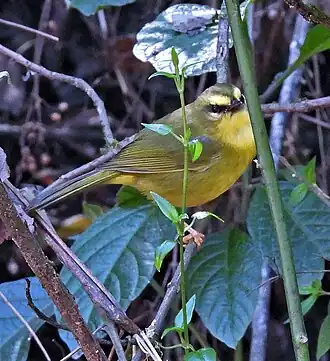 Description de l'image Myiothlypis signata 238105433.jpg.