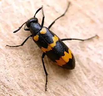 Mylabris variabilis.