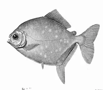 Myleus asterias
