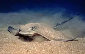 Description de l'image Myliobatis aquila.jpg.