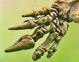 Phalanges de Lestodon armatus, Musée d'histoire naturelle de Harvard