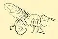 Myopa