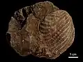 Myophorella, Argentine, Jurassique, 170 Ma.