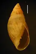 Coquille avec deux dents du côté columellaire et une, à peine marquée côté labre. La barre mesure 1&nbsp;mm