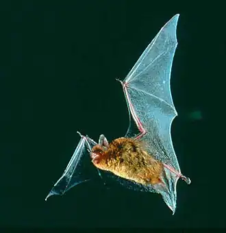 Description de l'image Myotis austroriparius 2.jpg.
