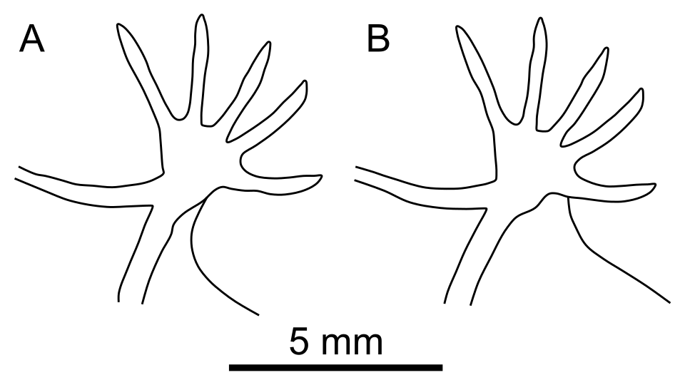 Schéma comparatif des extrêmités de trois espèces de chauve-souris.
