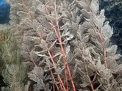Myriophyllum sp.